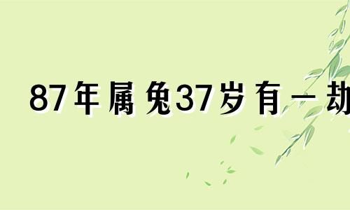 87年属兔37岁有一劫 属兔人在2024年的运势如何