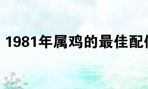 1981年属鸡的最佳配偶 属鸡的最佳配偶是谁女